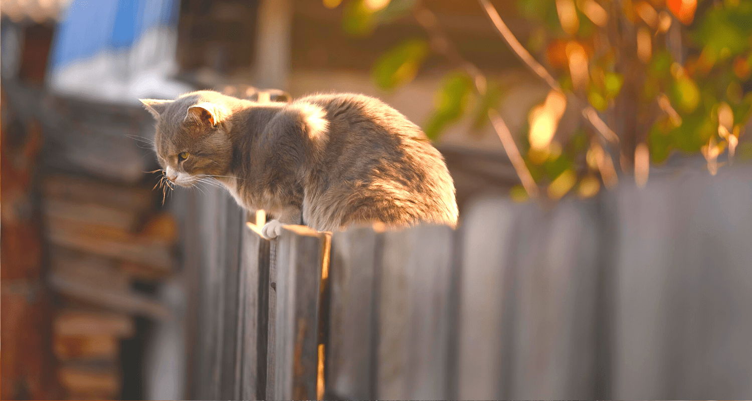 solutions pour apaiser votre chat stressé