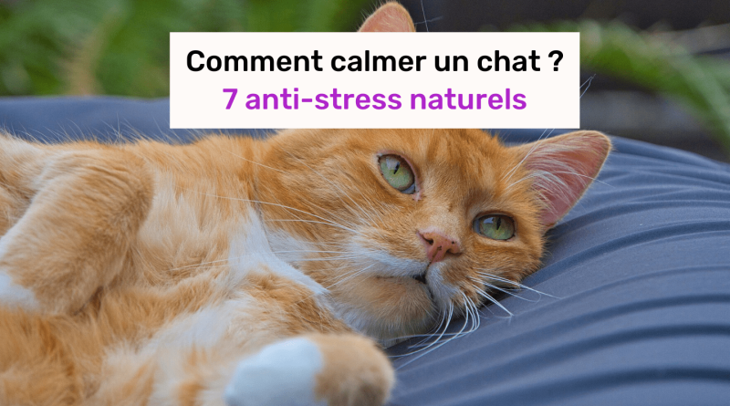 Anti stress chat naturel
