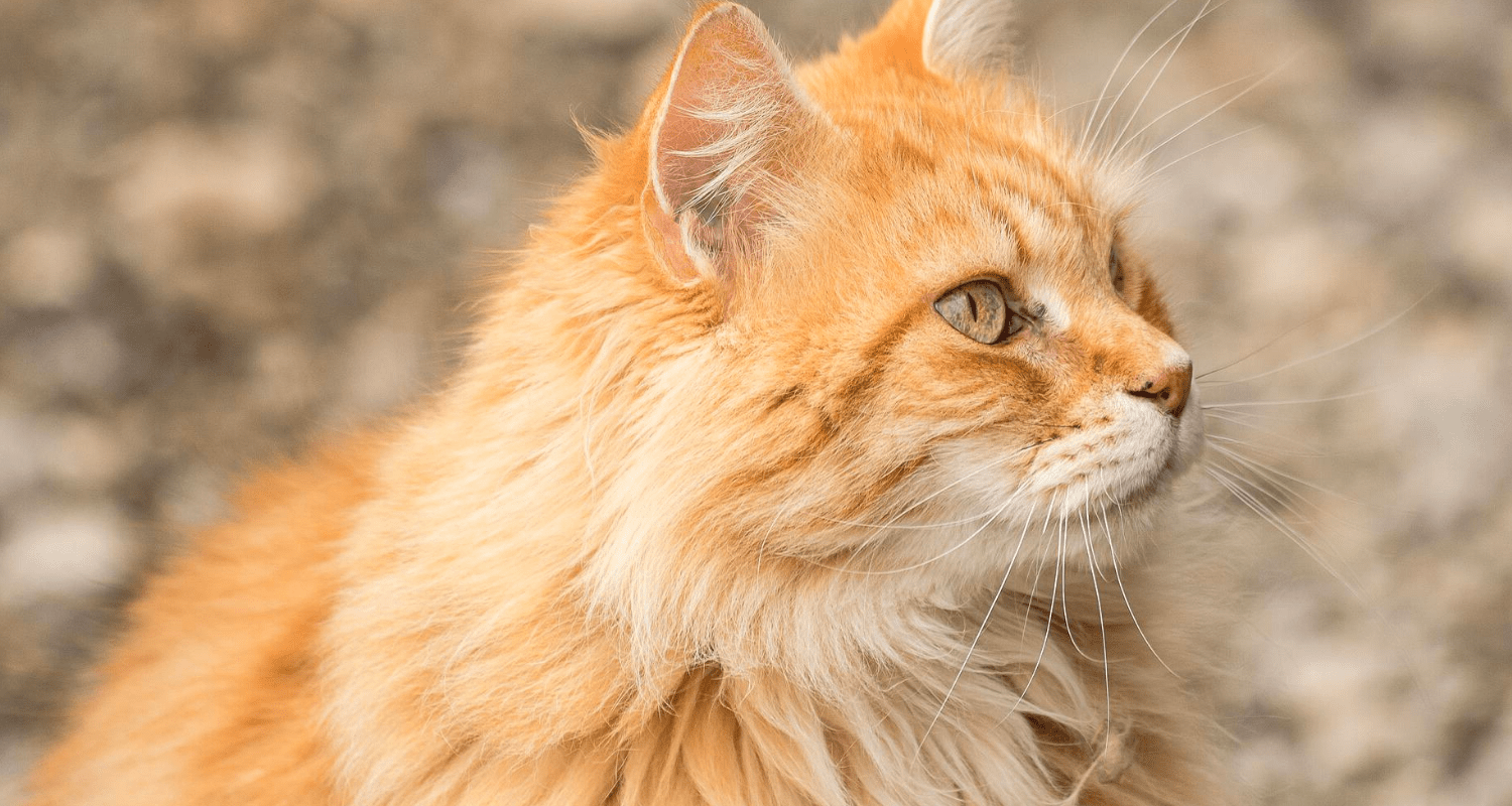 Anti stress chat naturel photo 1