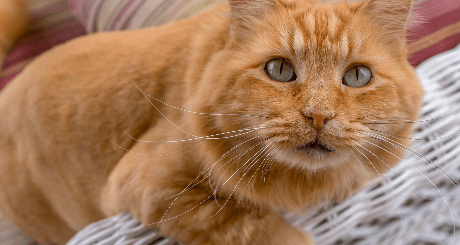 Anti stress chat naturel photo 2