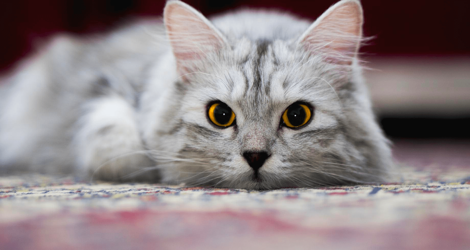 Anti stress chat naturel photo 3