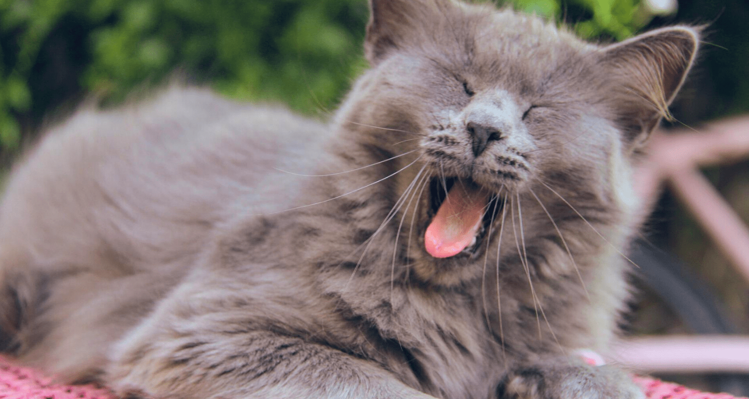 Anti stress chat naturel photo 4