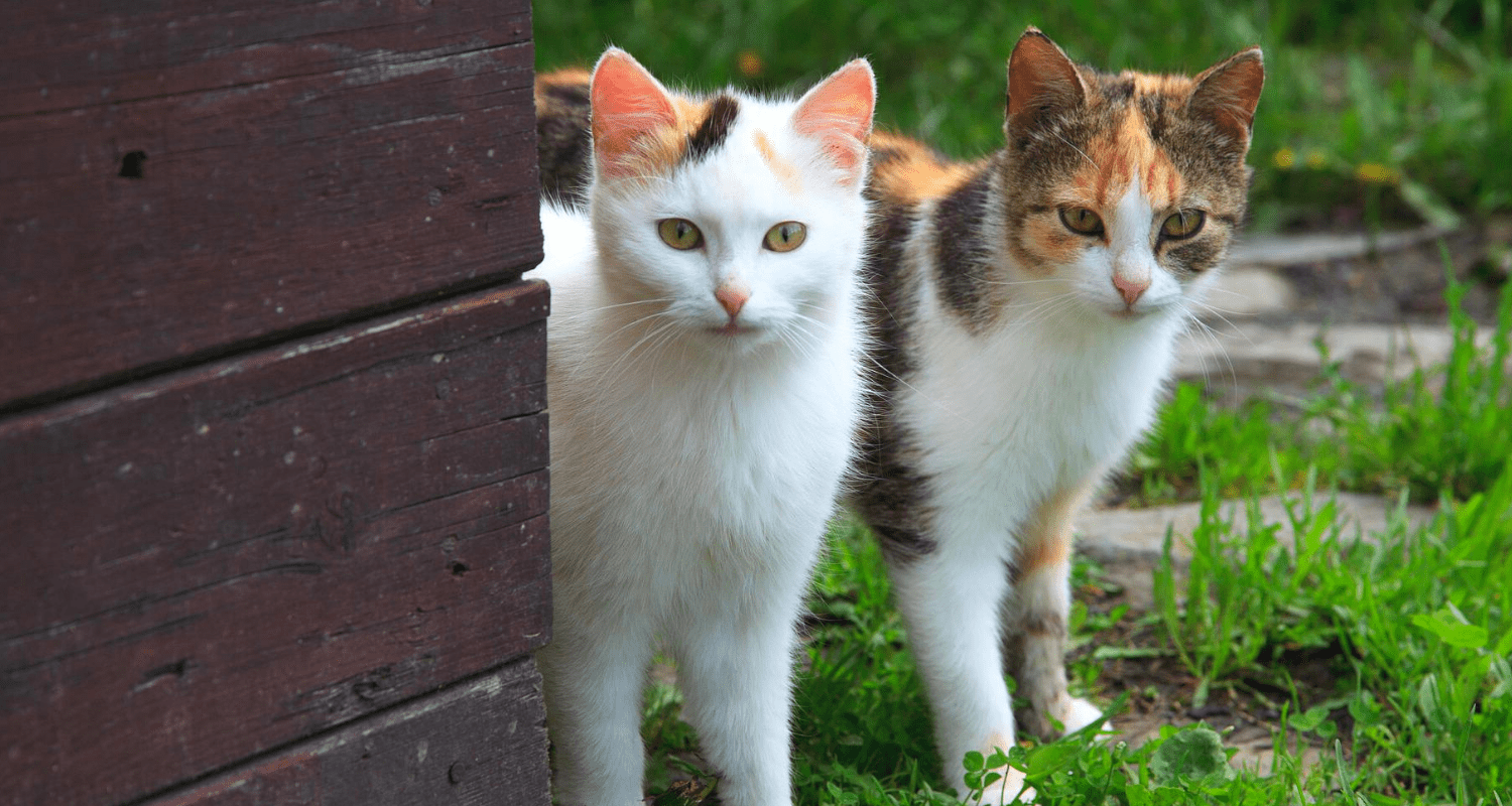 Anti stress chat naturel photo 5