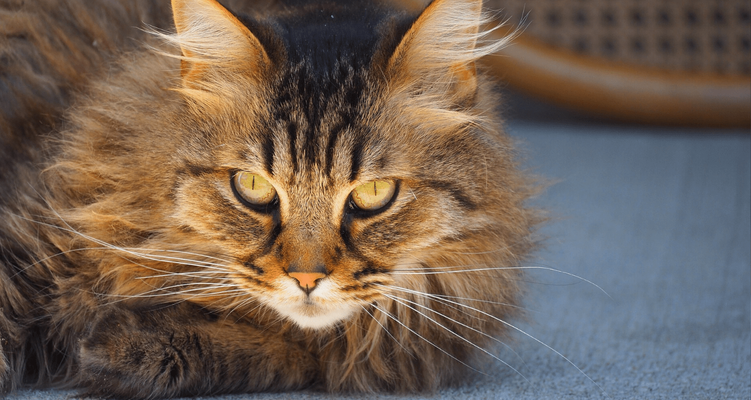 Chat en colère photo 2