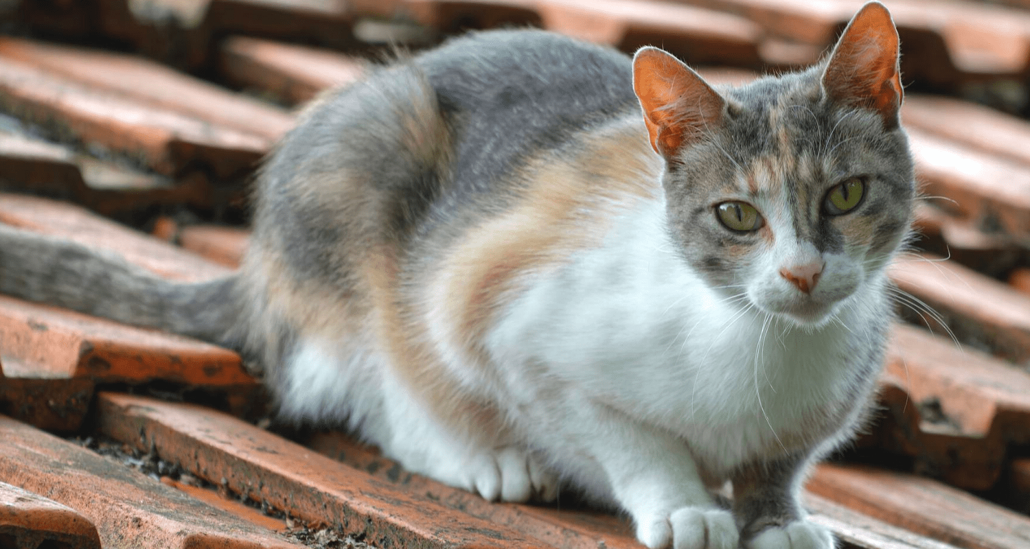 Chat en colère photo 4