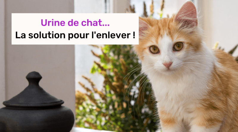 Comment enlever l'odeur d'urine de chat