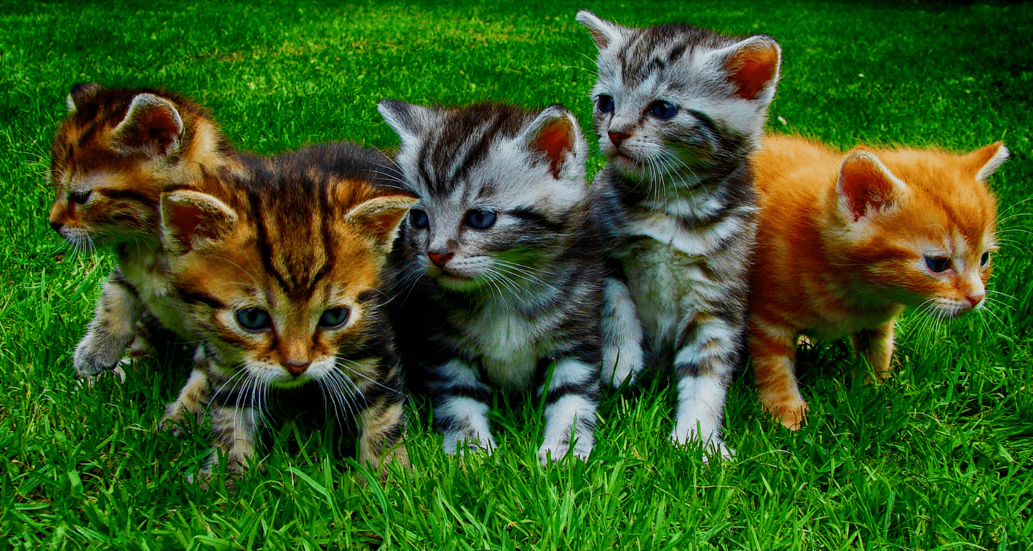 Comment enlever l'odeur d'urine de chat photo 1