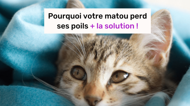 Mon chat perd ses poils