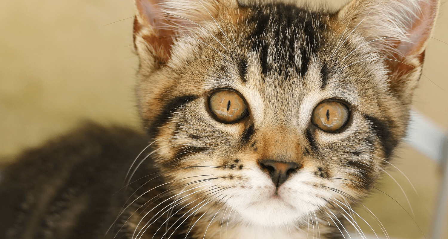 Mon chat perd ses poils photo 1