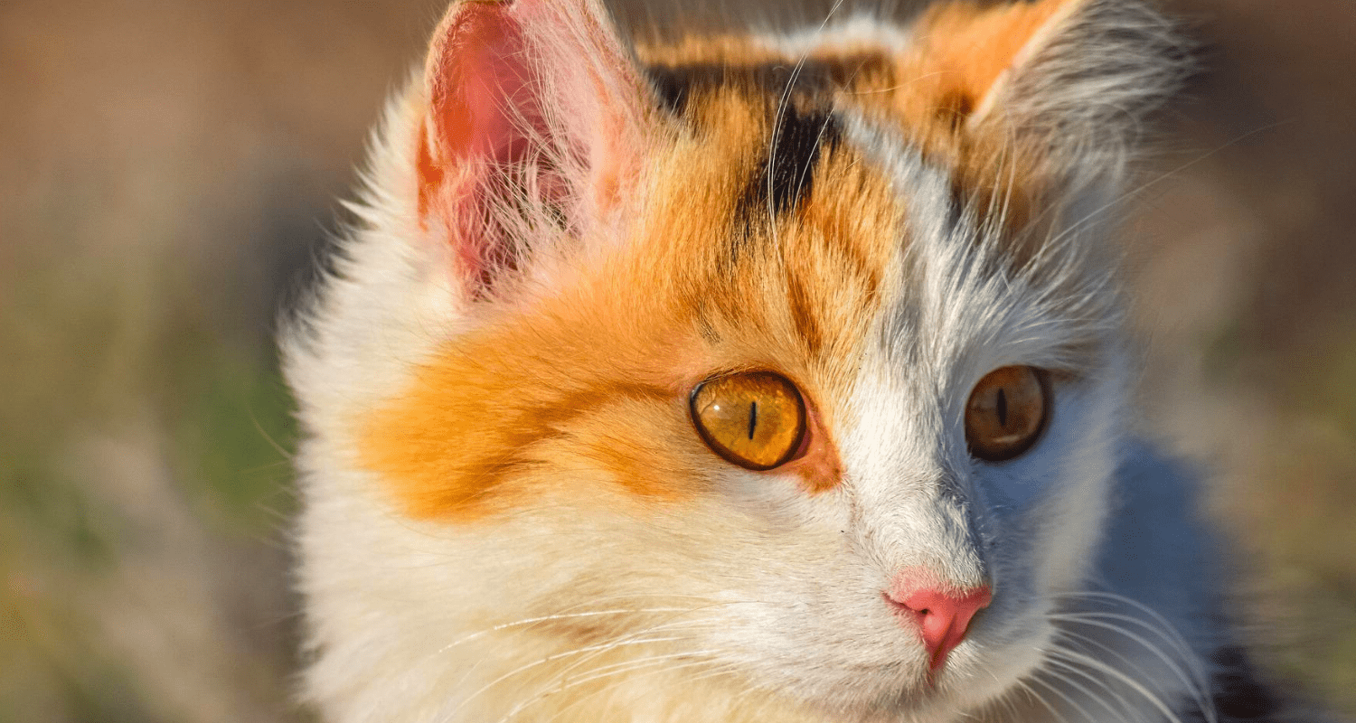 Mon chat perd ses poils photo 2