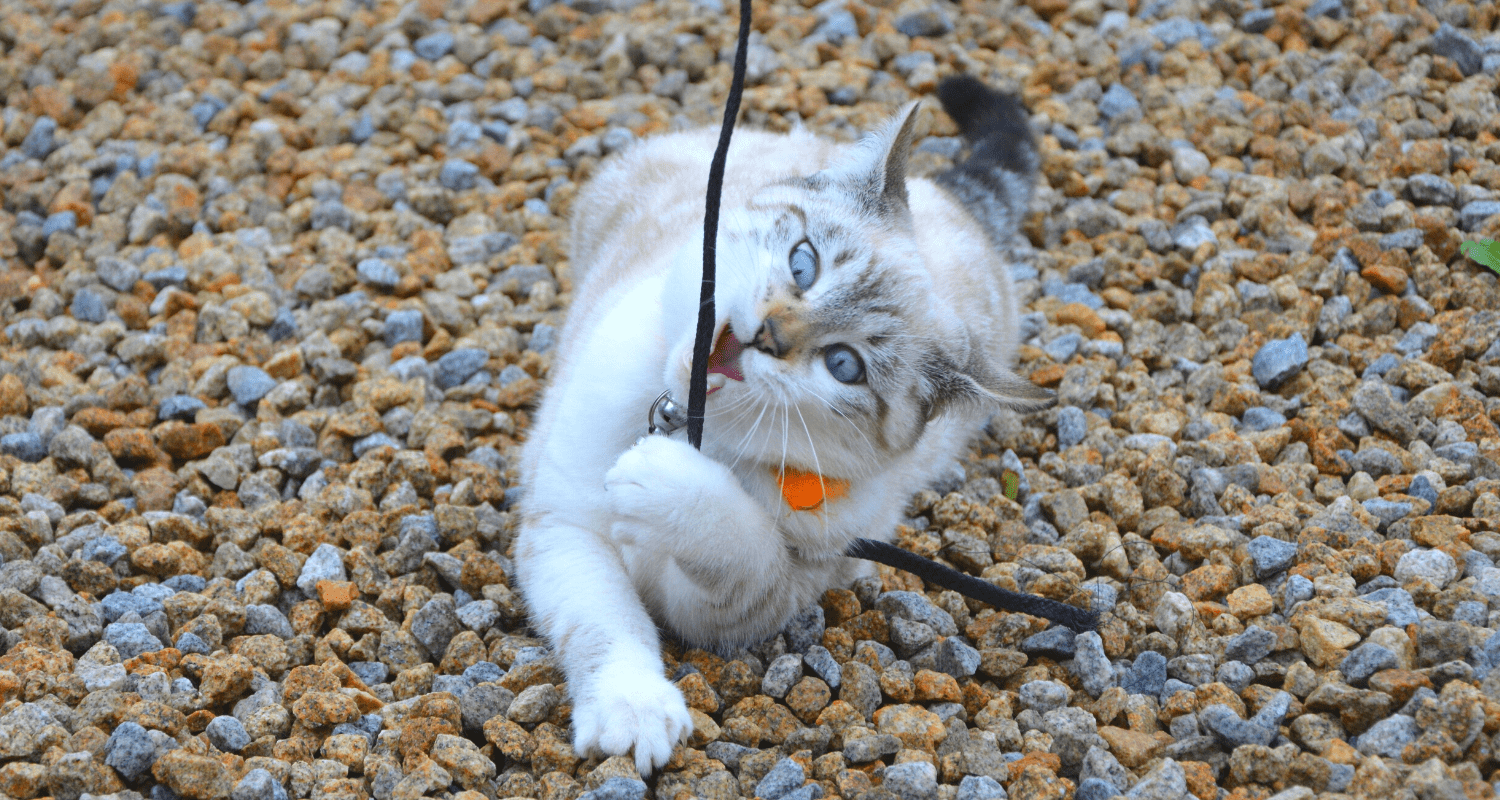 canne à pêche jouet chat