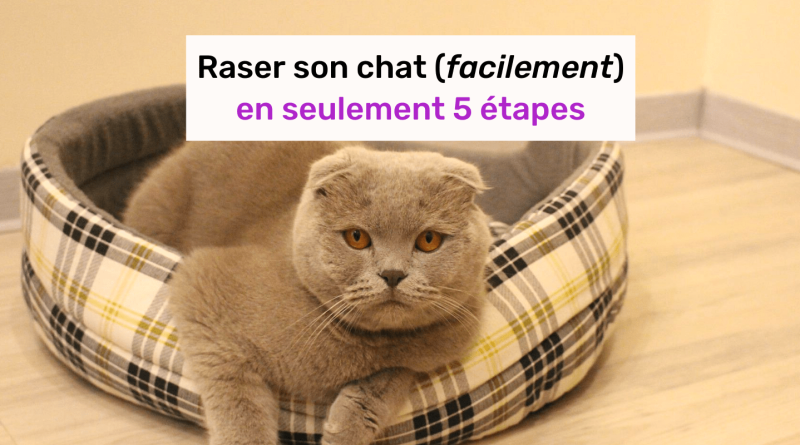 chat rasé