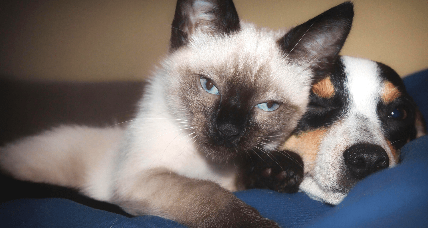 chat siamois photo 1