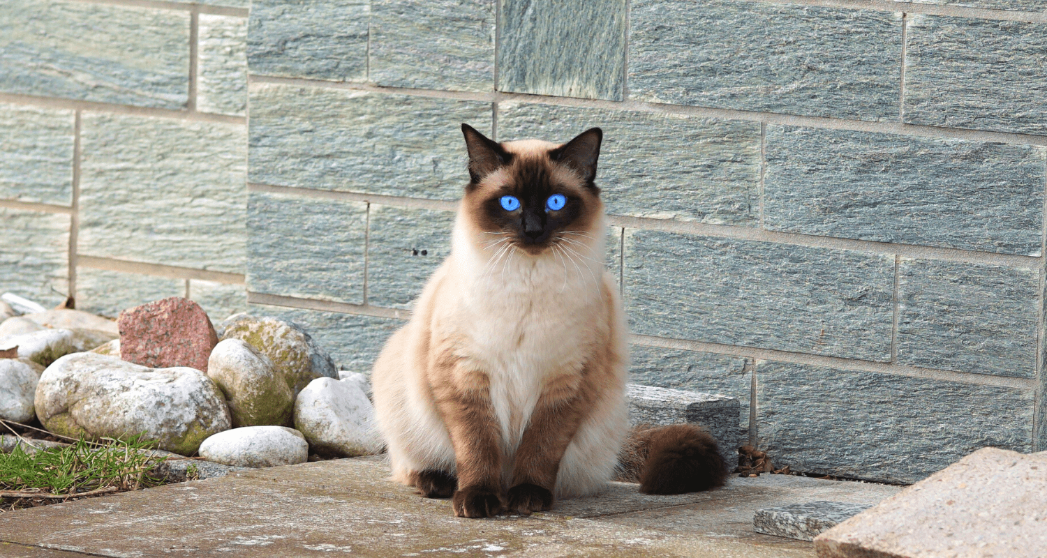 chat siamois photo 4