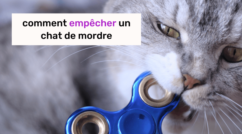 comment empêcher un chat de mordre