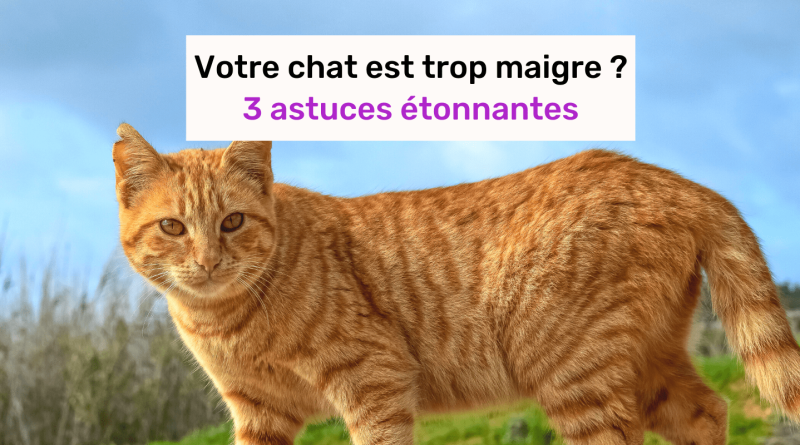 comment faire grossir un chat nouveau-min