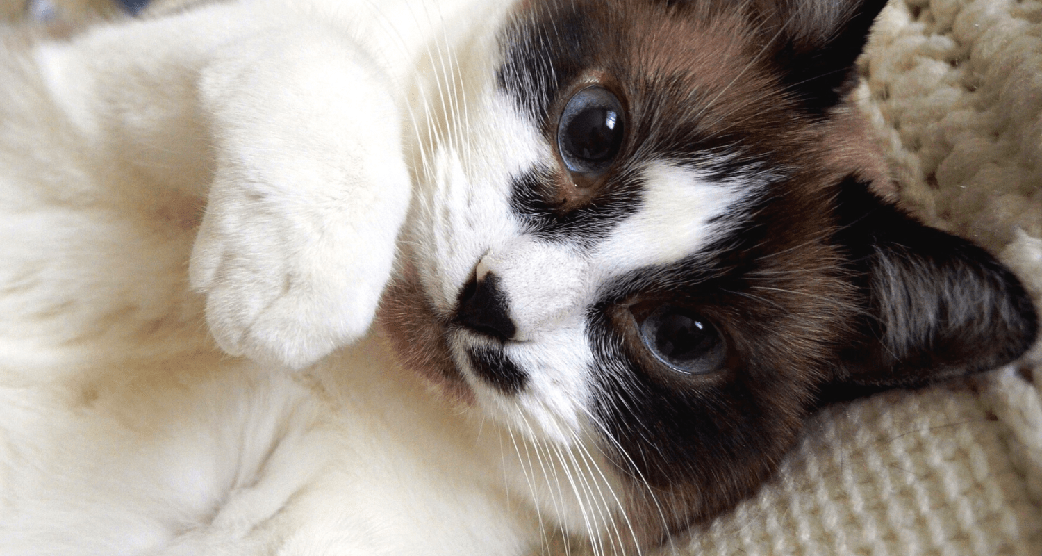 comment faire grossir un chat photo 2