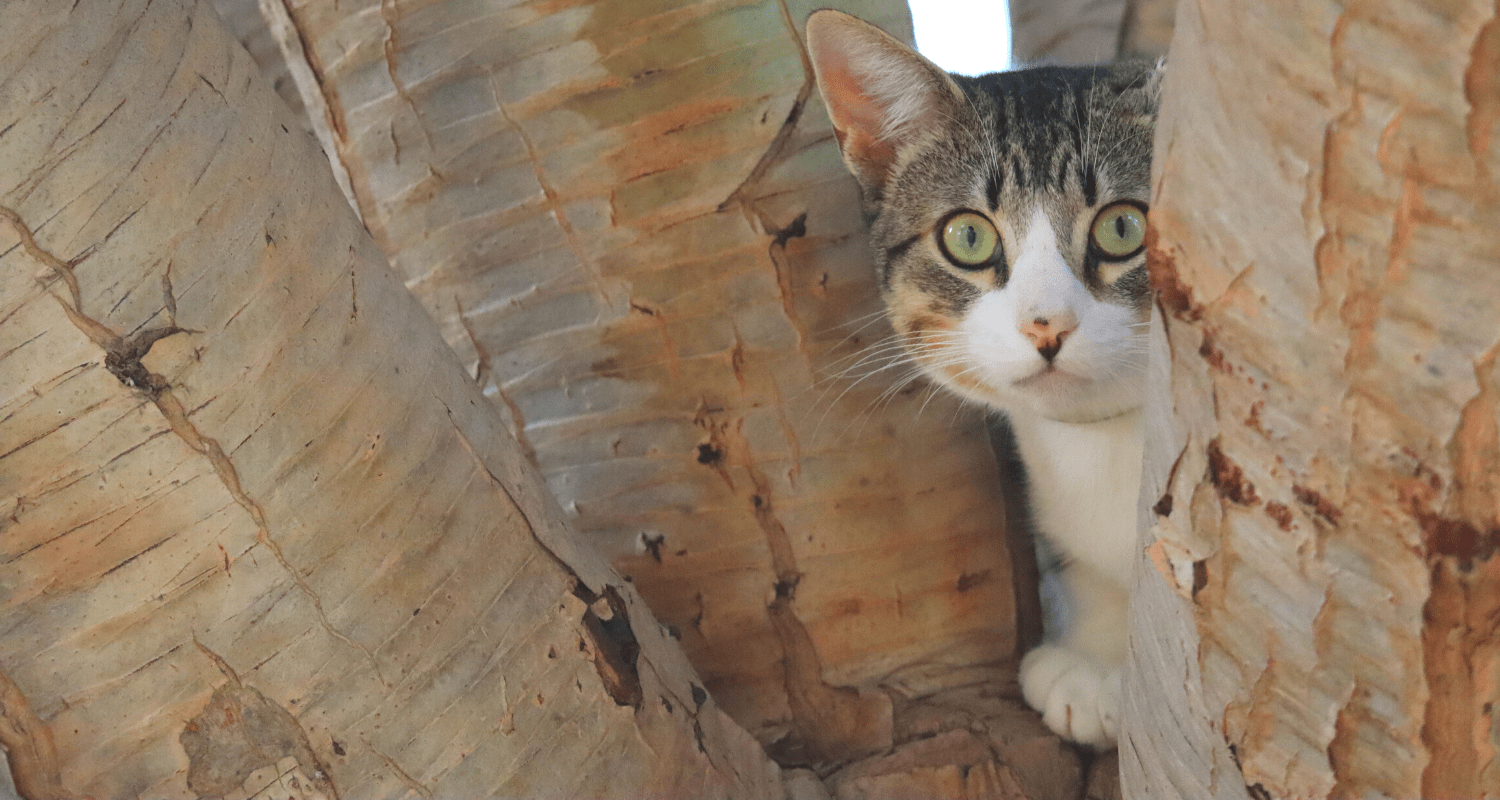 jouer à cache cache avec son chat
