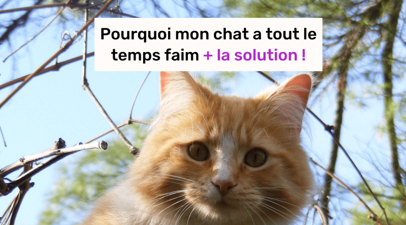 mon chat a tout le temps faim