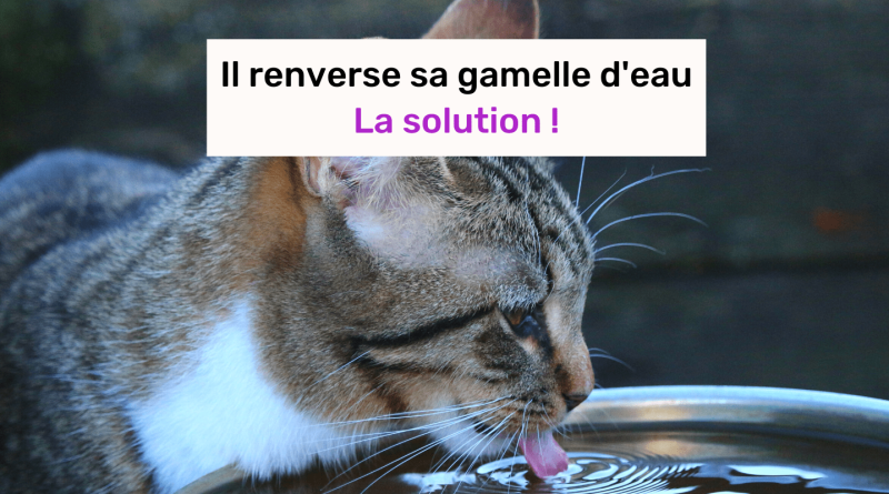 mon chat renverse sa gamelle d'eau