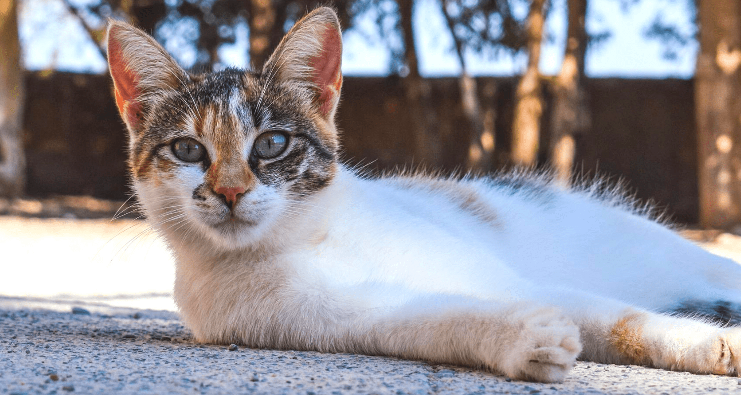 mon chat vomit de la bile photo 2