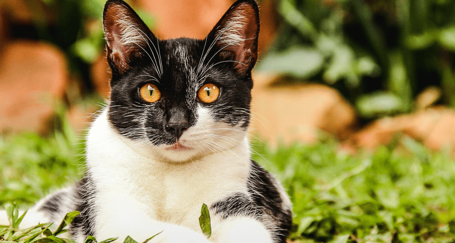 mon chat vomit de la bile photo 4