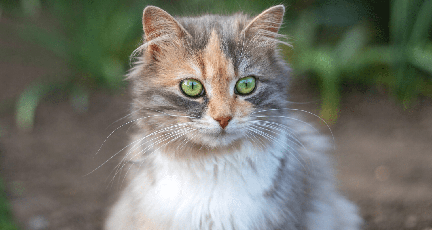 mon chat vomit de la bile photo 5