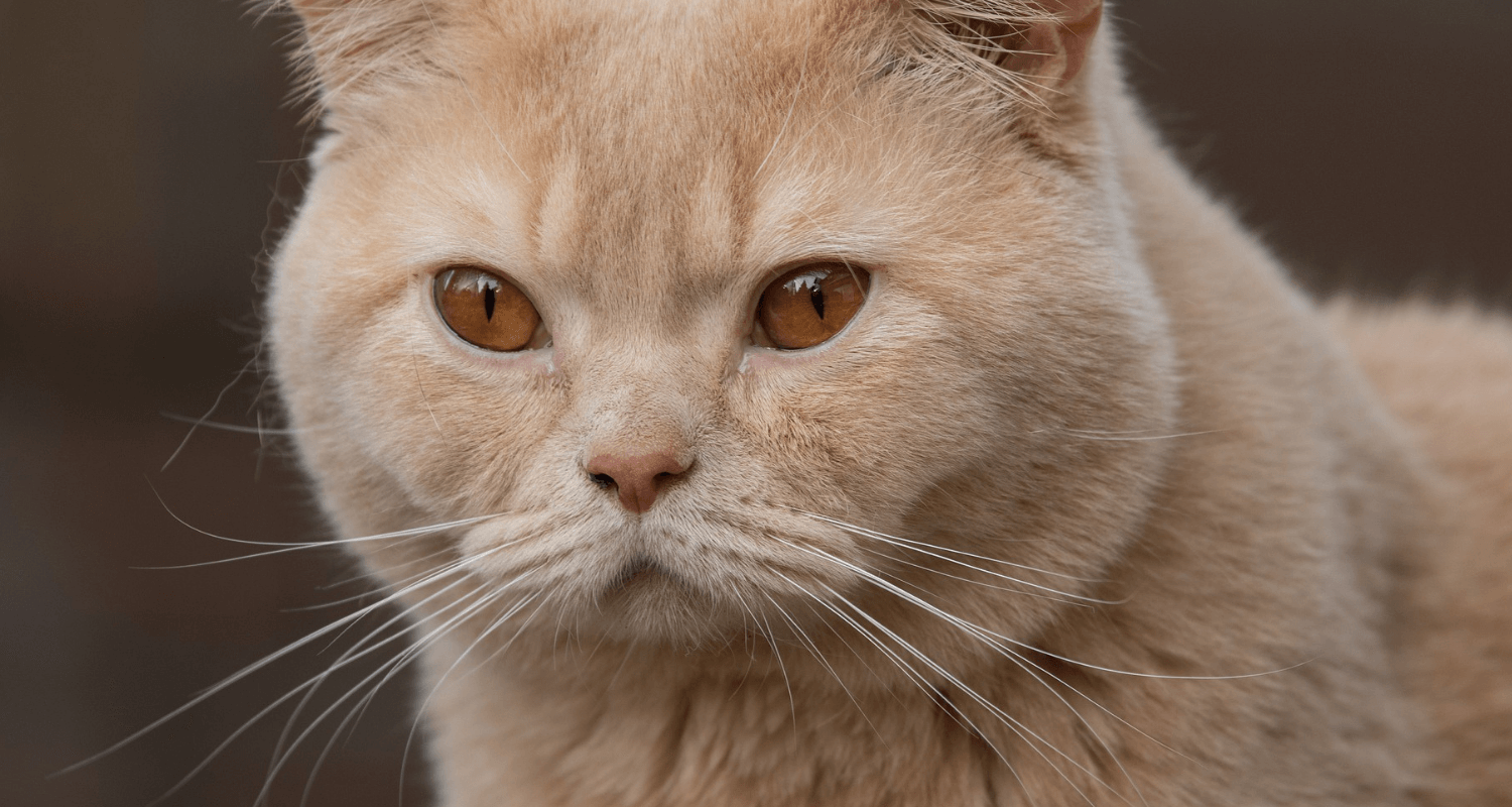 British Shorthair photo 2