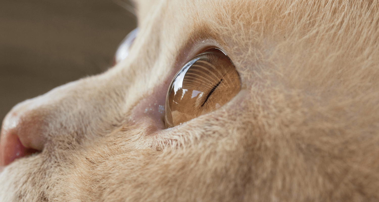 British Shorthair photo 3