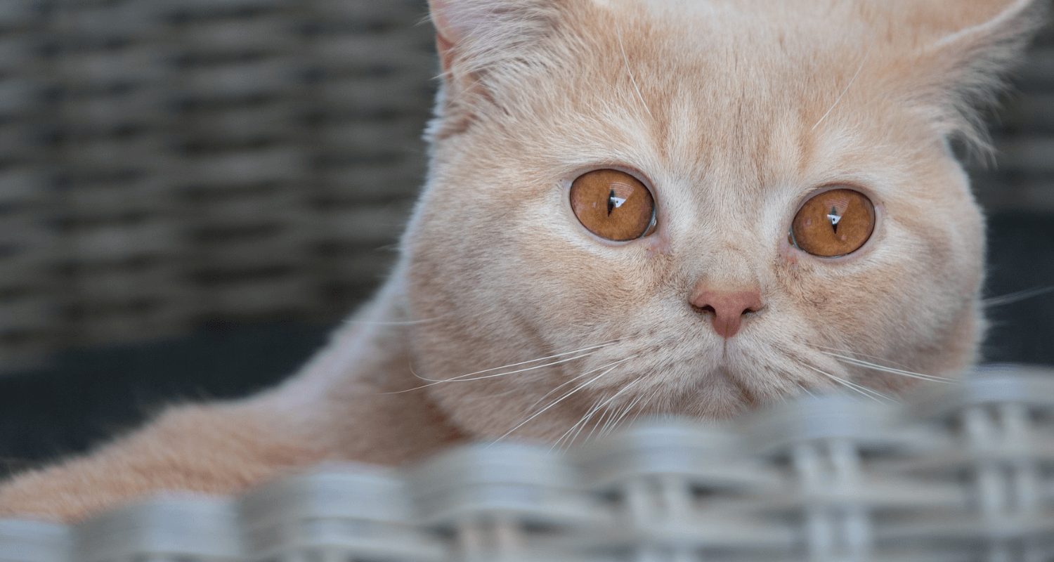 British Shorthair photo 4