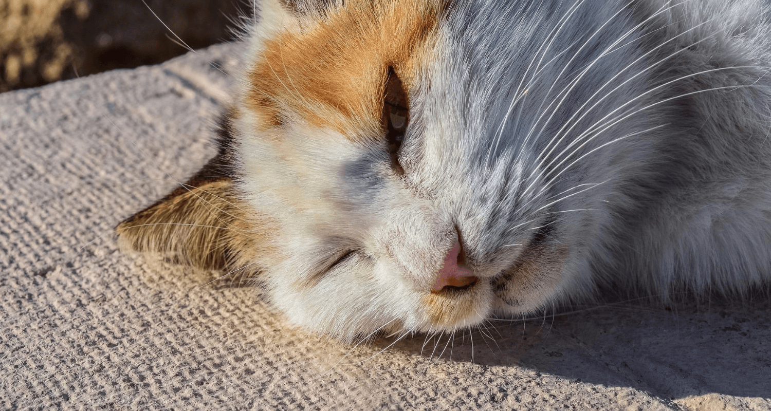 Pourquoi un chat crache photo 2