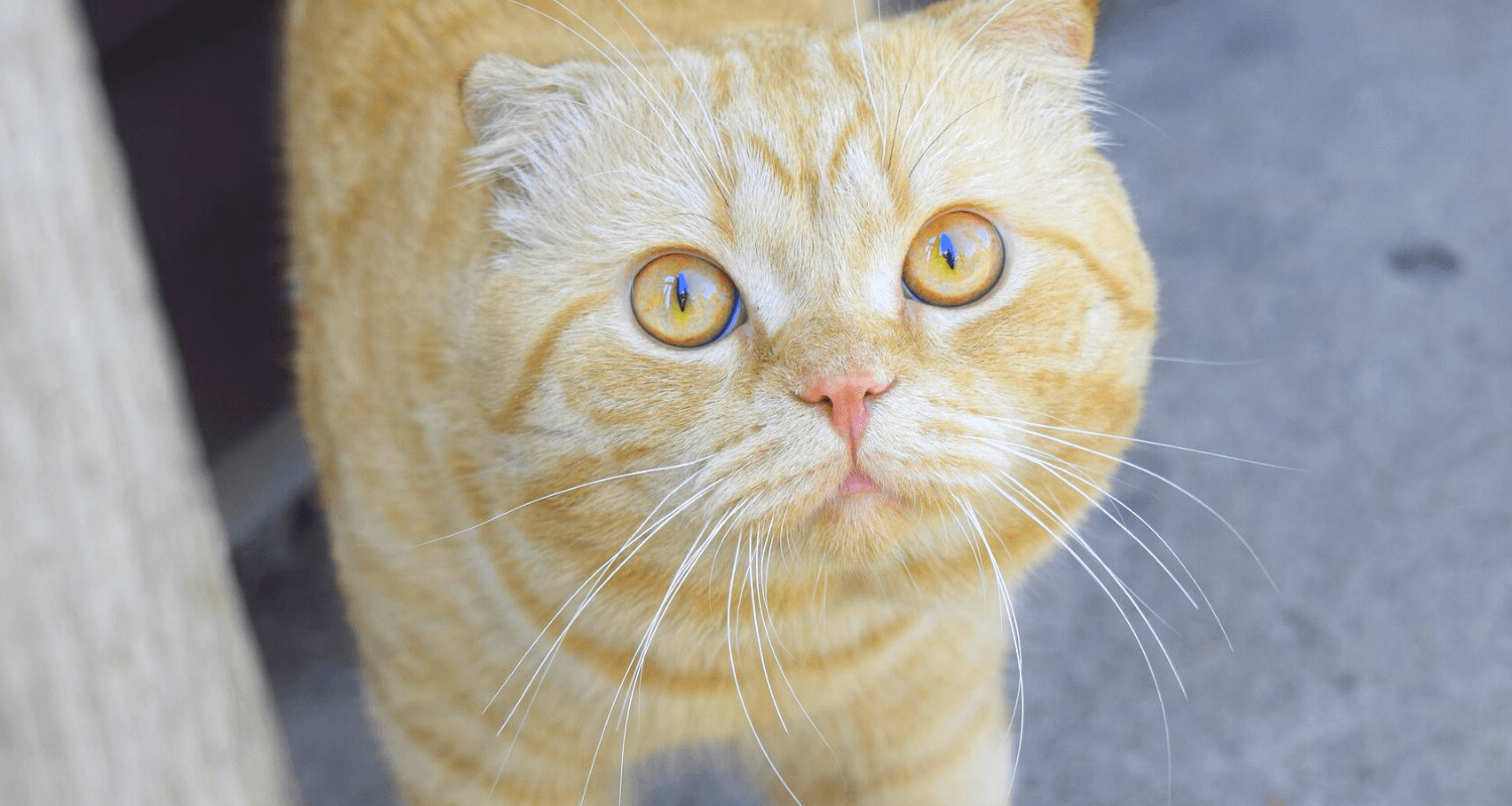 Pourquoi un chat crache photo 4