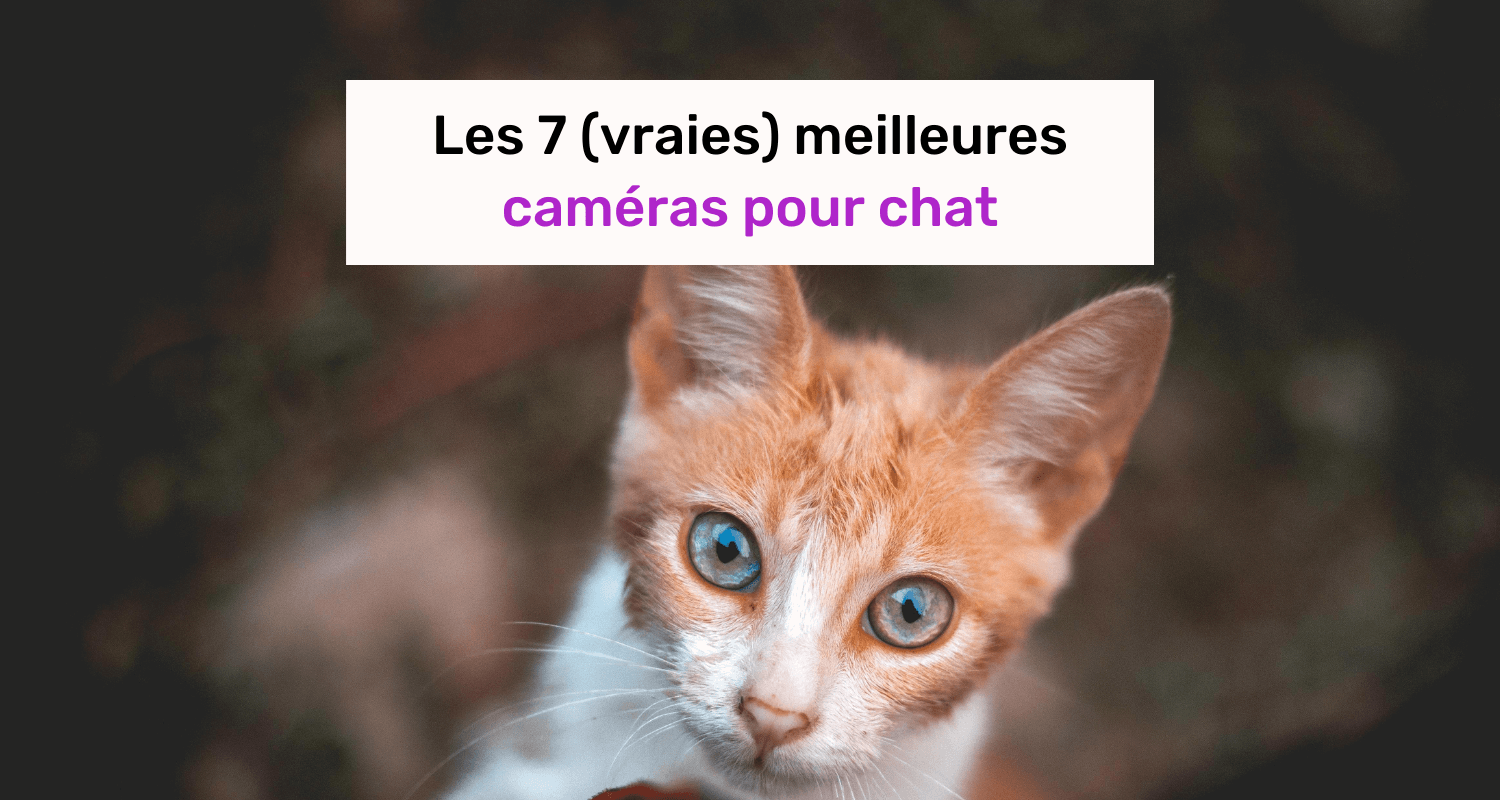 Les 7 (vraies) meilleures caméras pour chat en 2026