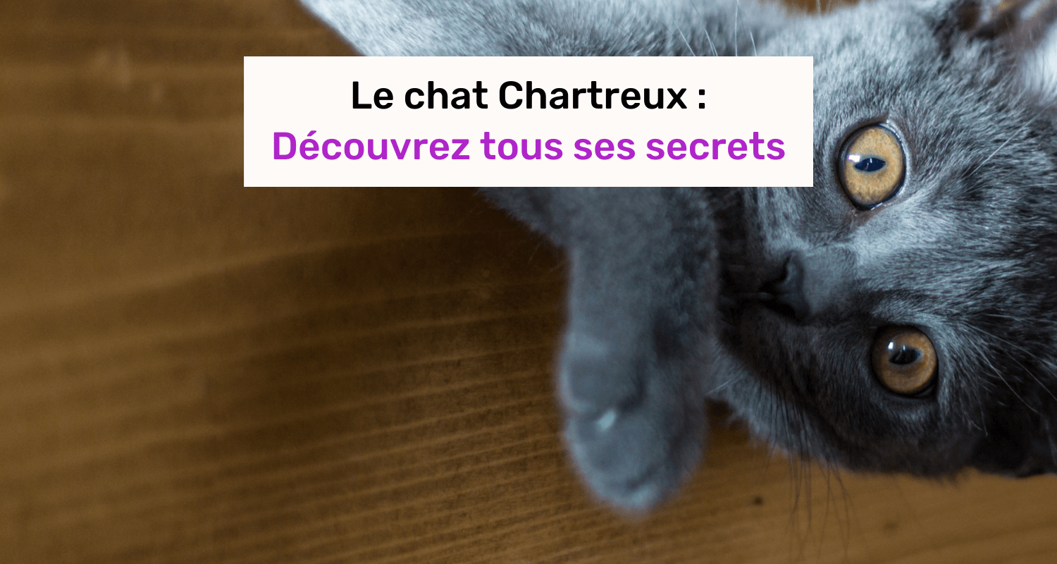 Le Chat Chartreux Comportement Caractere Et Tous Ses Secrets