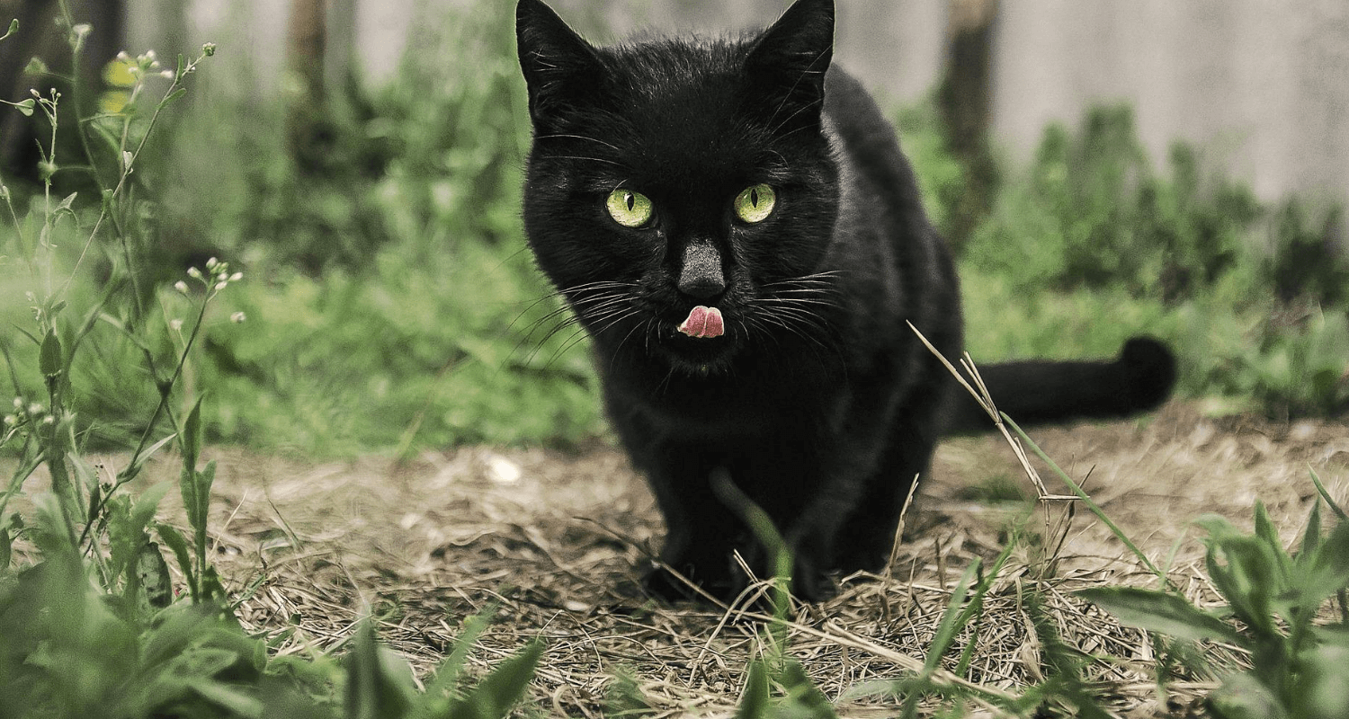 Pourquoi Mon Chat N Est Pas Calin Et La Solution Pourquoi Mon Chat N Est Pas Calin Et La Solution