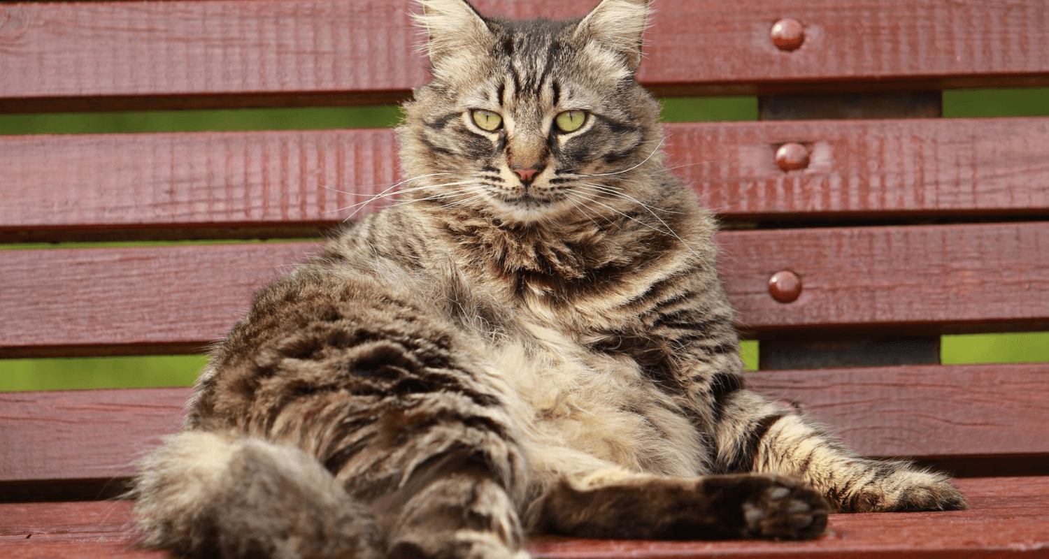 Pourquoi Mon Chat N Est Pas Calin Et La Solution Pourquoi Mon Chat N Est Pas Calin Et La Solution