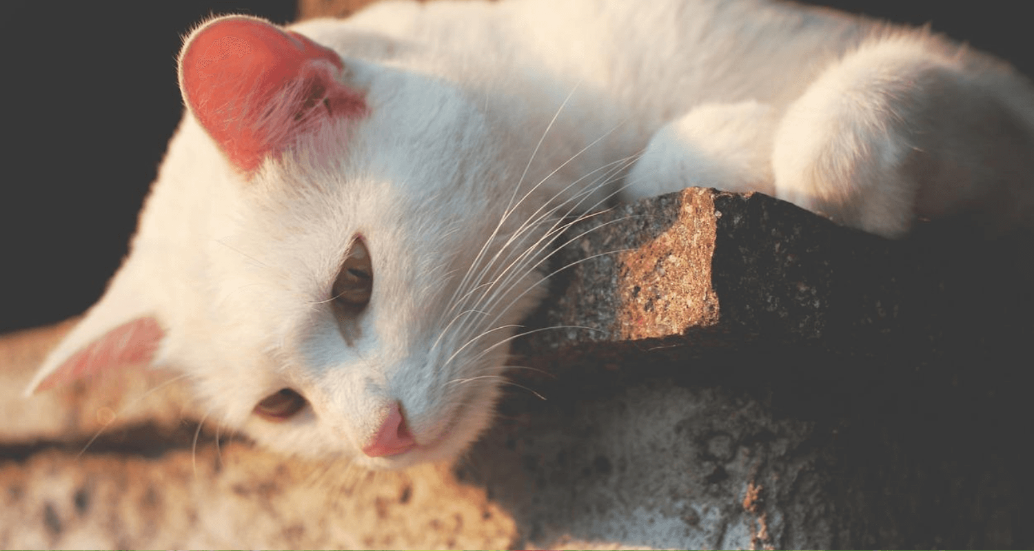 mon chat n'est pas calin photo 5