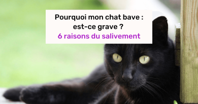 chat qui bave